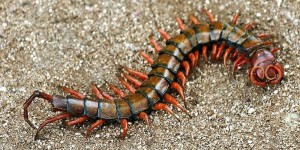 Centipede in Hawaii: I Was Stung Today
