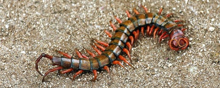 Centipede in Hawaii