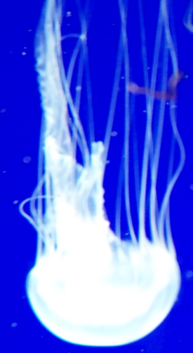 jellyfish2