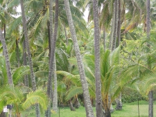 coco palms