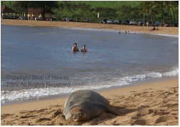 monk-seal