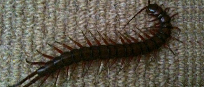 Centipede Bite in Hawaii