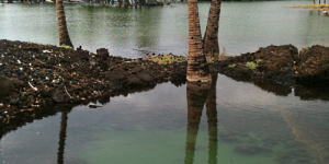Big Island Surf Films and Fishponds