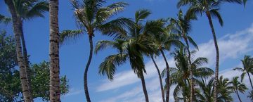 Palm trees in Hawaii