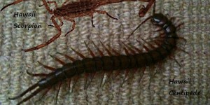 Hawaii Centipede or Scorpion – Take Your Pick