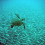 American Safari Hawaii - green sea turtles