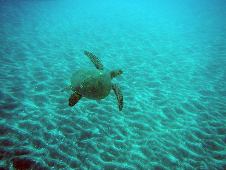 American Safari Hawaii - green sea turtles