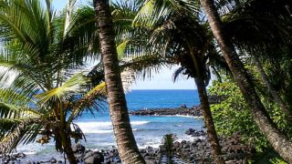 Hawaii Beach with Palm Trees