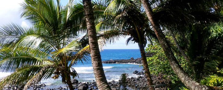 Hawaii Beach with Palm Trees