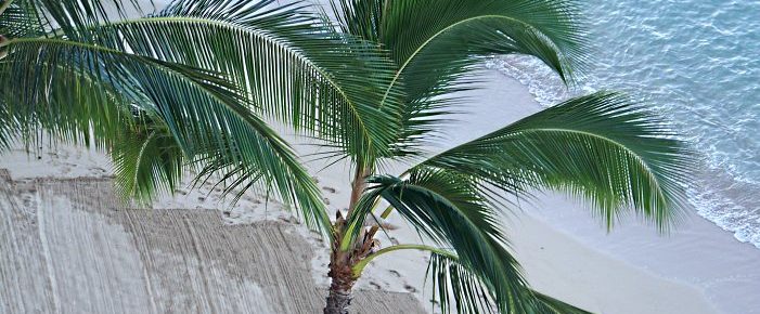 Hawaii beach palm tree
