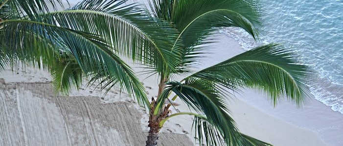 Hawaii beach palm tree