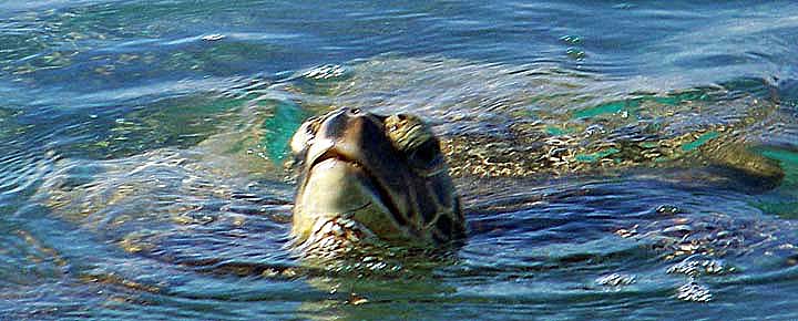 Hawaiian Green Turtle