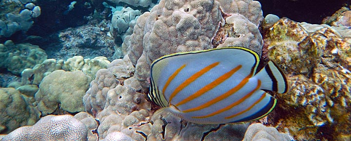 Hawaii tropical fish