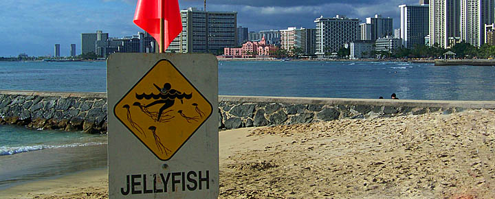 Hawaii jellyfish