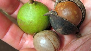 hawaii macadamia nuts