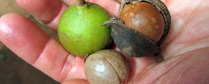 hawaii macadamia nuts