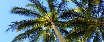 Hawaii palm trees