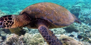 Green Sea Turtles Independence Day at Mauna Lani Hotel