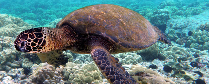 hawaii turtle