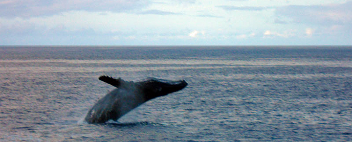 Free Whale Watching in Hawaii