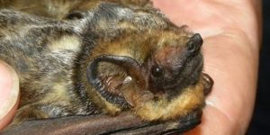 Bats in Hawaii: No April Fool’s | Islands’ Only Native Land Mammal