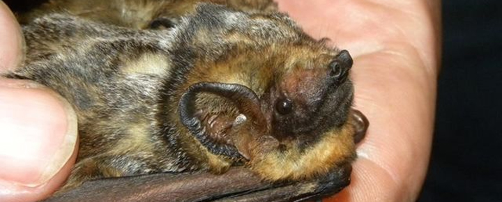 Hawaiian Hoary Bat