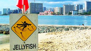 Jellyfish Stings | Hawaii Calendar and Prevention