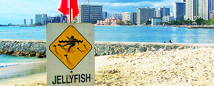 Jellyfish Sting Warnings For Your Hawaii Vacation