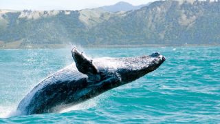 Beat of Hawaii Humpback whales in Hawaii