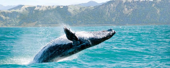 Whale Watching Hawaii: Early Season Unites Visitors and Local
