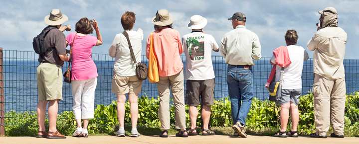 Whale Watching Hawaii: Early Season Unites Visitors and Local