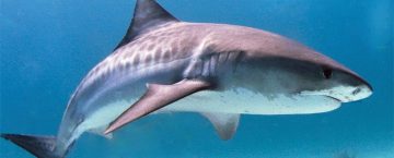 Shark Attack Closes Hanalei Bay Kauai