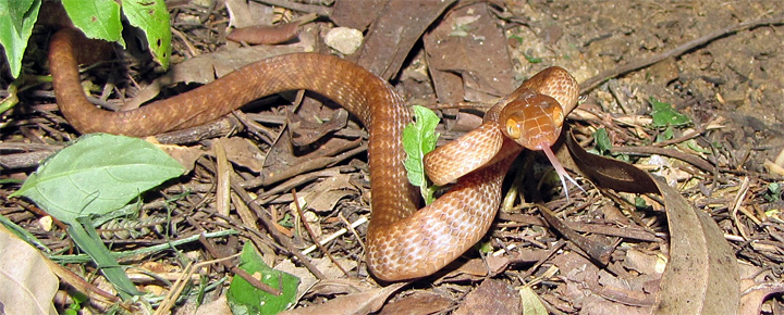 Snakes In Hawaii Don T Do What This Man Just Did