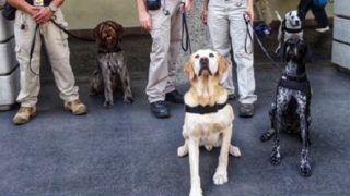 Dogs Could be Part of Hawaii's Reopening Plans