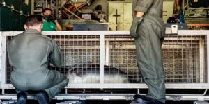 Saving Endangered Hawaiian Monk Seals – US Coast Guard Rescue Flight