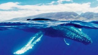 Incredible Moment Captured: Watch Humpback Whale Birth Near Lahaina