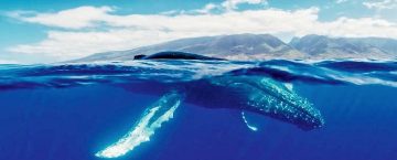 Free Whale Watching in Hawaii | 2022 Season Underway