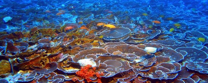 How Hawaiian Corals Are Adapting | New Hopeful Study