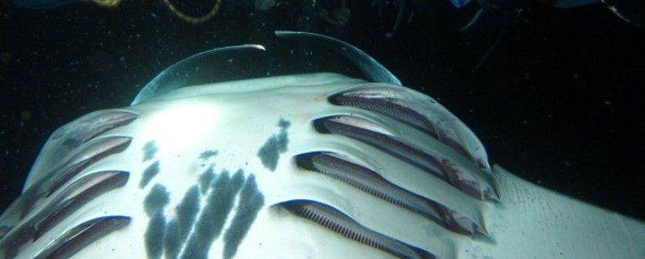 Manta Rays in Hawaii: History, Viewing and Recent Kauai Sighting