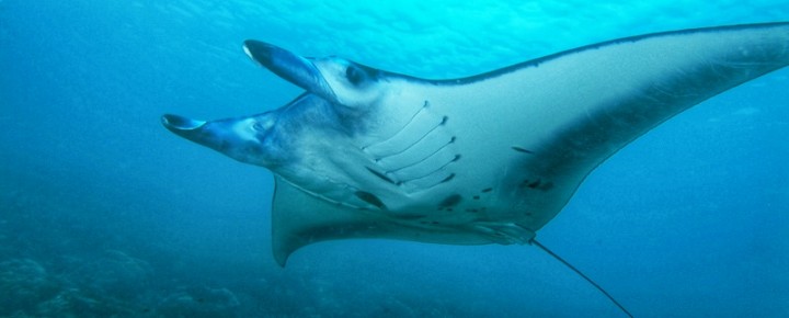 are manta rays dangerous