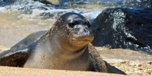 Hawaiian Monk Seals: Newborn at Waikiki. Respect Our Endangered Mammals.
