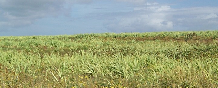 Hawaii sugar cane