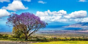 Flash Sale | Hawaiian Airlines Deals  | 15 Routes $84