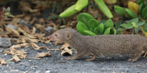 Mongooses in Hawaii: Why Latest Find on Kauai Is So Disturbing