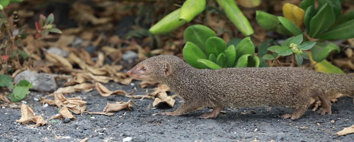 Mongooses in Hawaii: Why Latest Find on Kauai Is So Disturbing