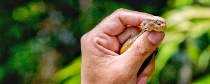 are-there-snakes-in-hawaii-beat-of-hawaii