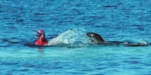 Hawaiian Monk Seals: Don’t Touch! Visitor Injured In Latest