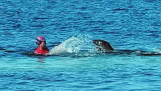 Hawaiian Monk Seals: Don’t Touch! Visitor Injured In Latest