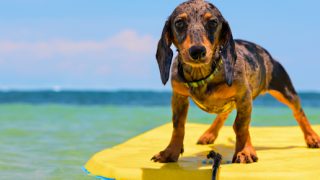 Adopt-A-Pet from Hawaii Includes Flight