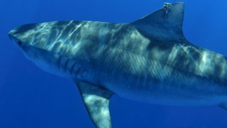 Hawaii Shark Attacks: Big News But How Much Danger?